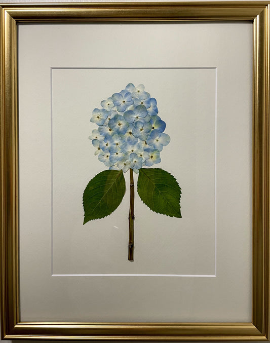 Hydrangea - Blue I