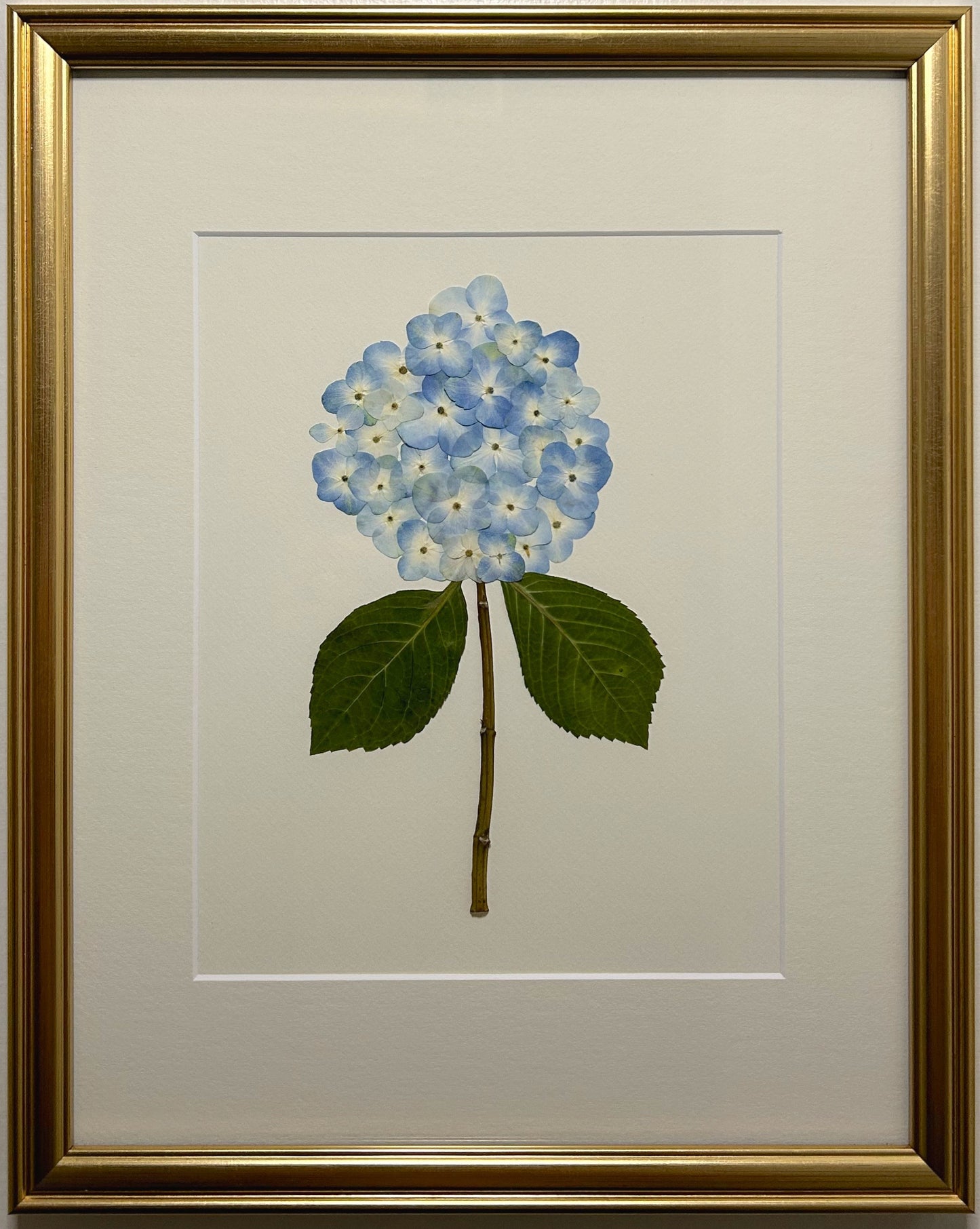 Hydrangea - Blue II