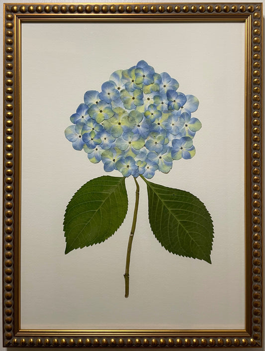 Hydrangea - Blue III