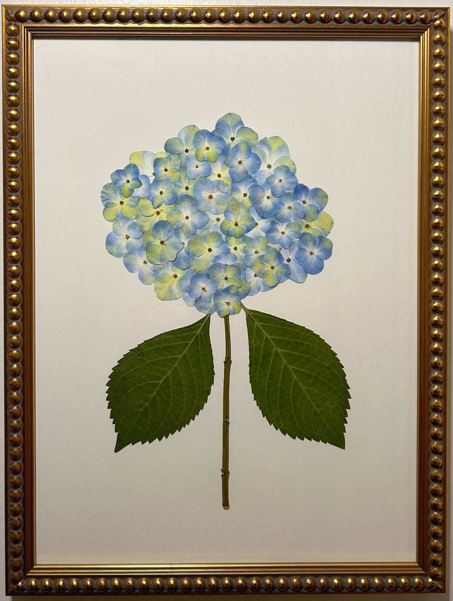 Hydrangea - Blue IV