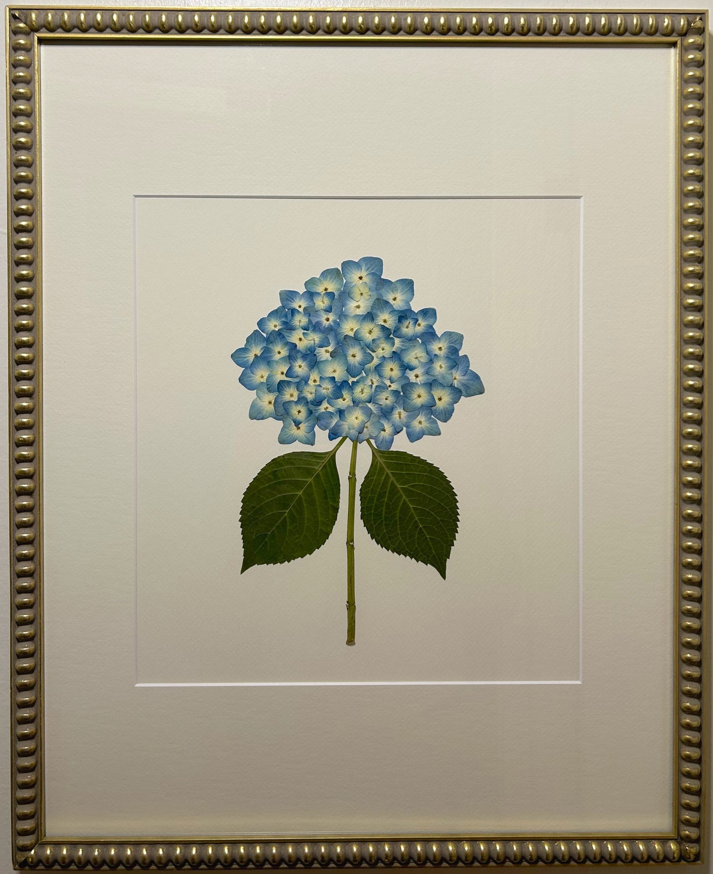 Hydrangea - Blue V