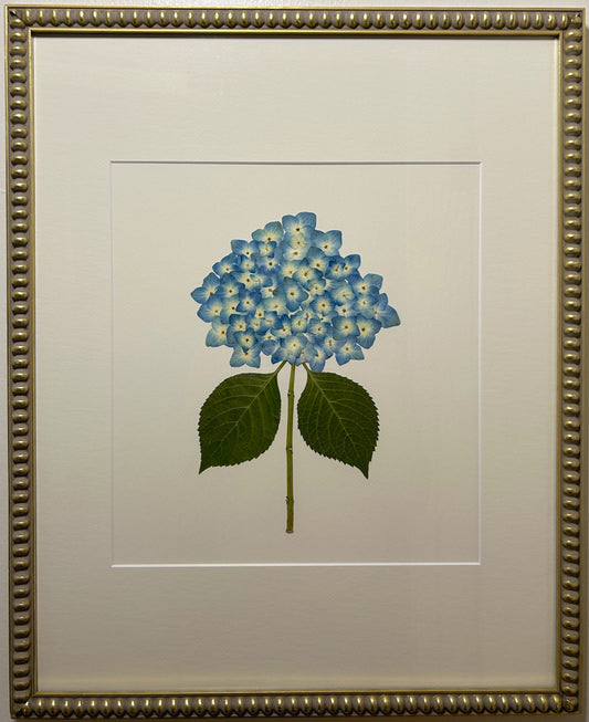 Hydrangea - Blue V