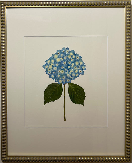 Hydrangea - Blue VI