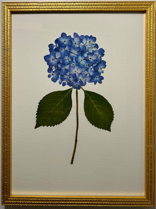 Hydrangea - Dark Blue I