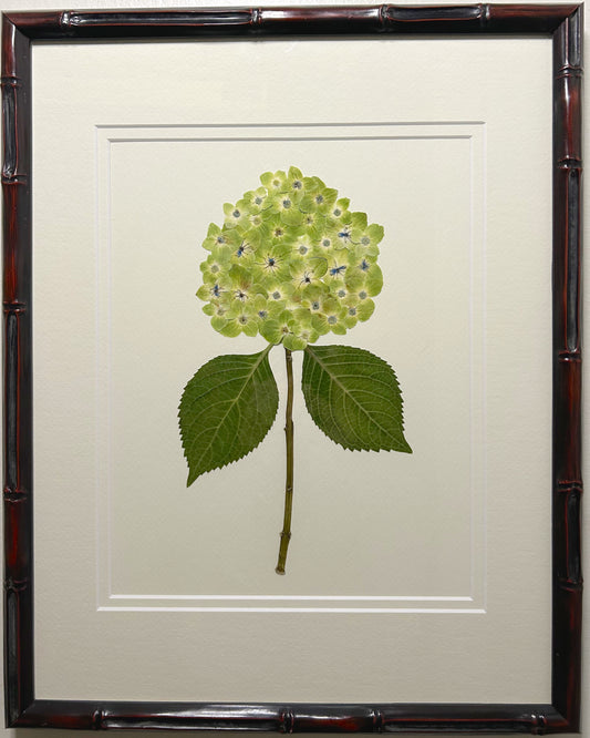 Hydrangea - Dark Green I