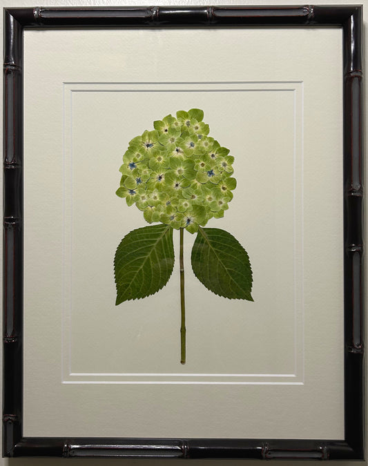 Hydrangea - Dark Green II