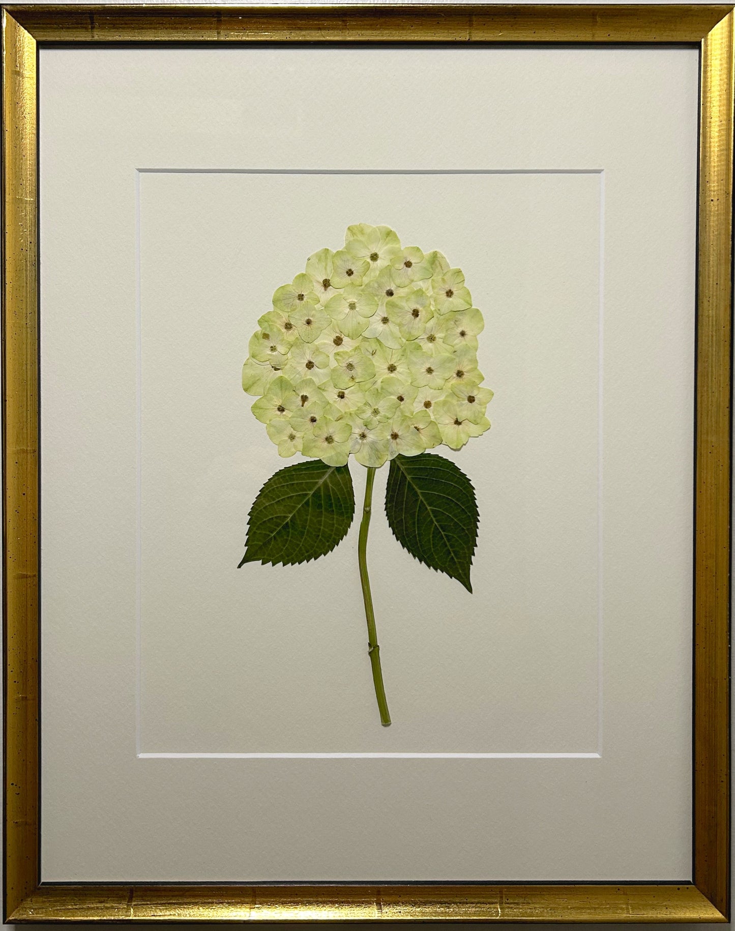 Hydrangea - Light Green I