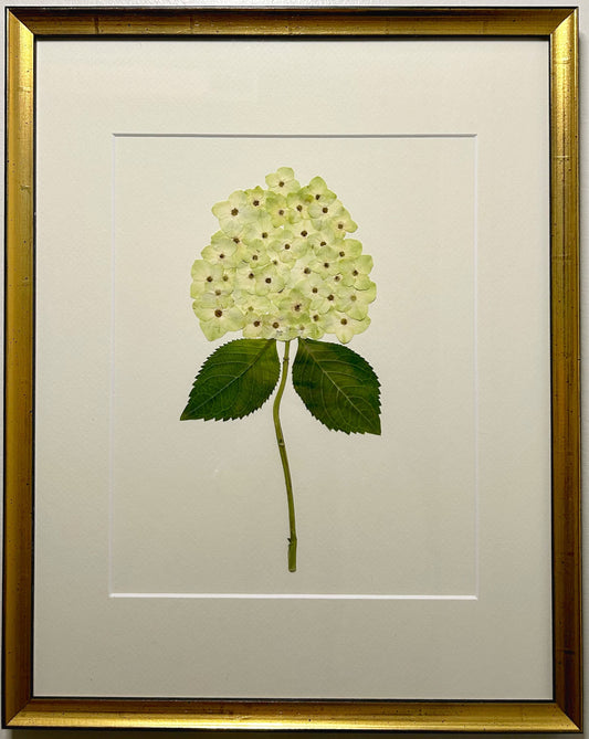 Hydrangea - Light Green II