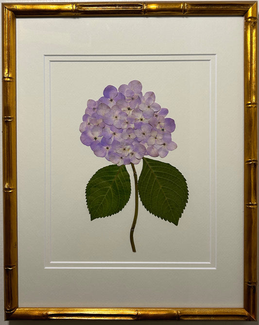 Hydrangea - Purple I