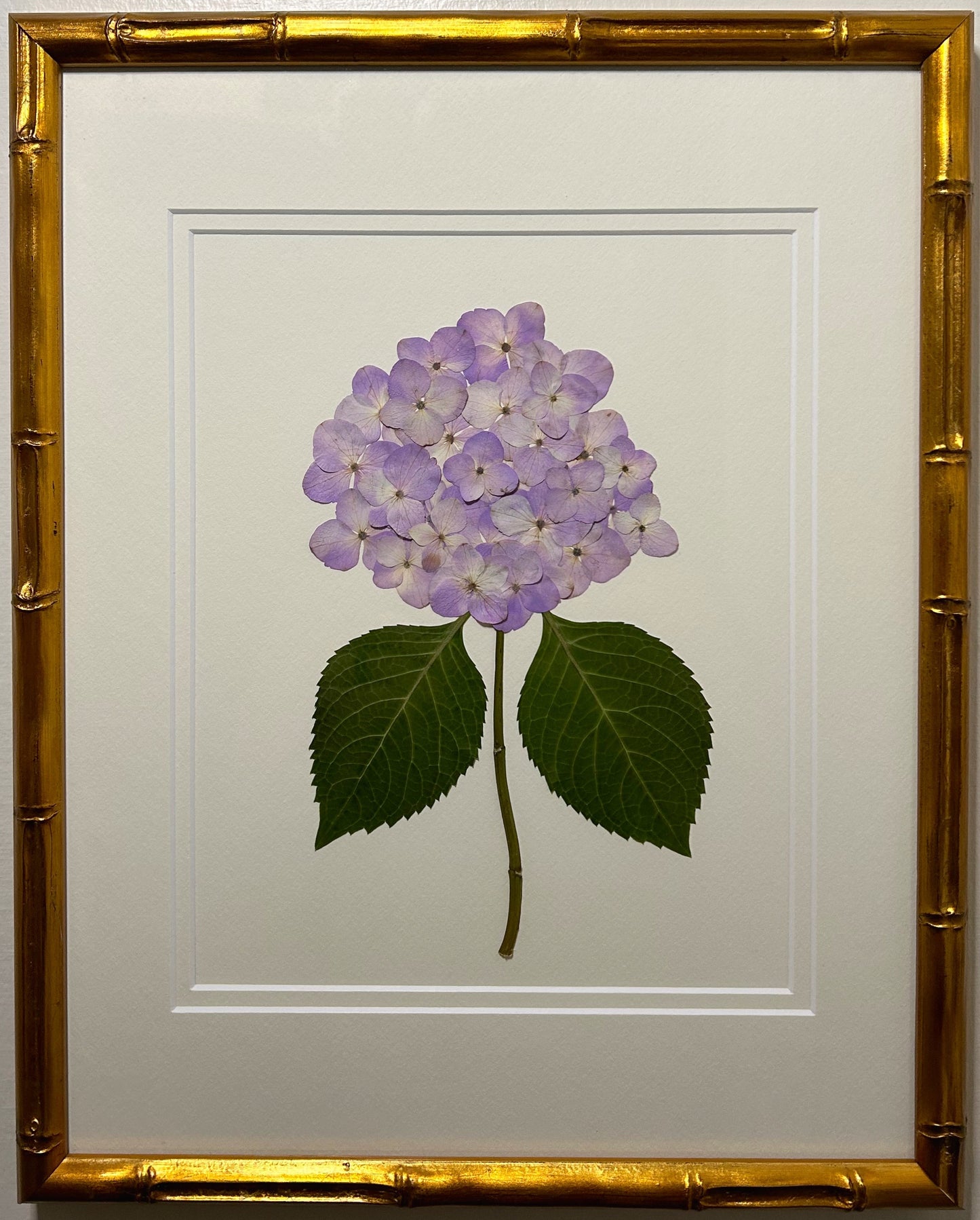 Hydrangea - Purple II