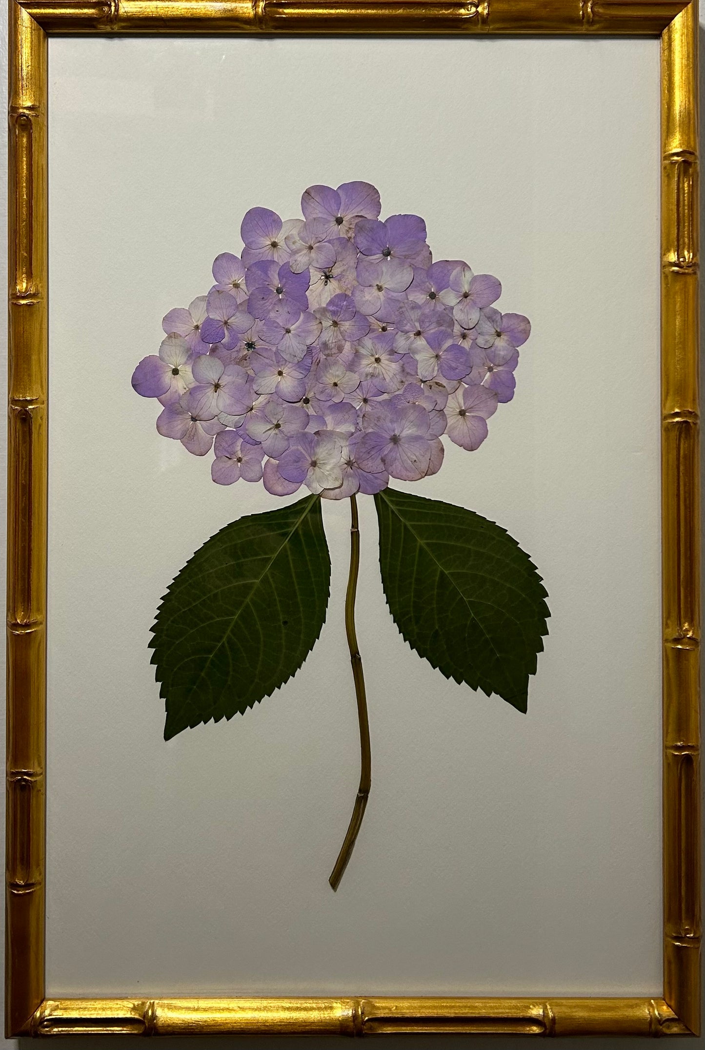 Hydrangea - Purple III