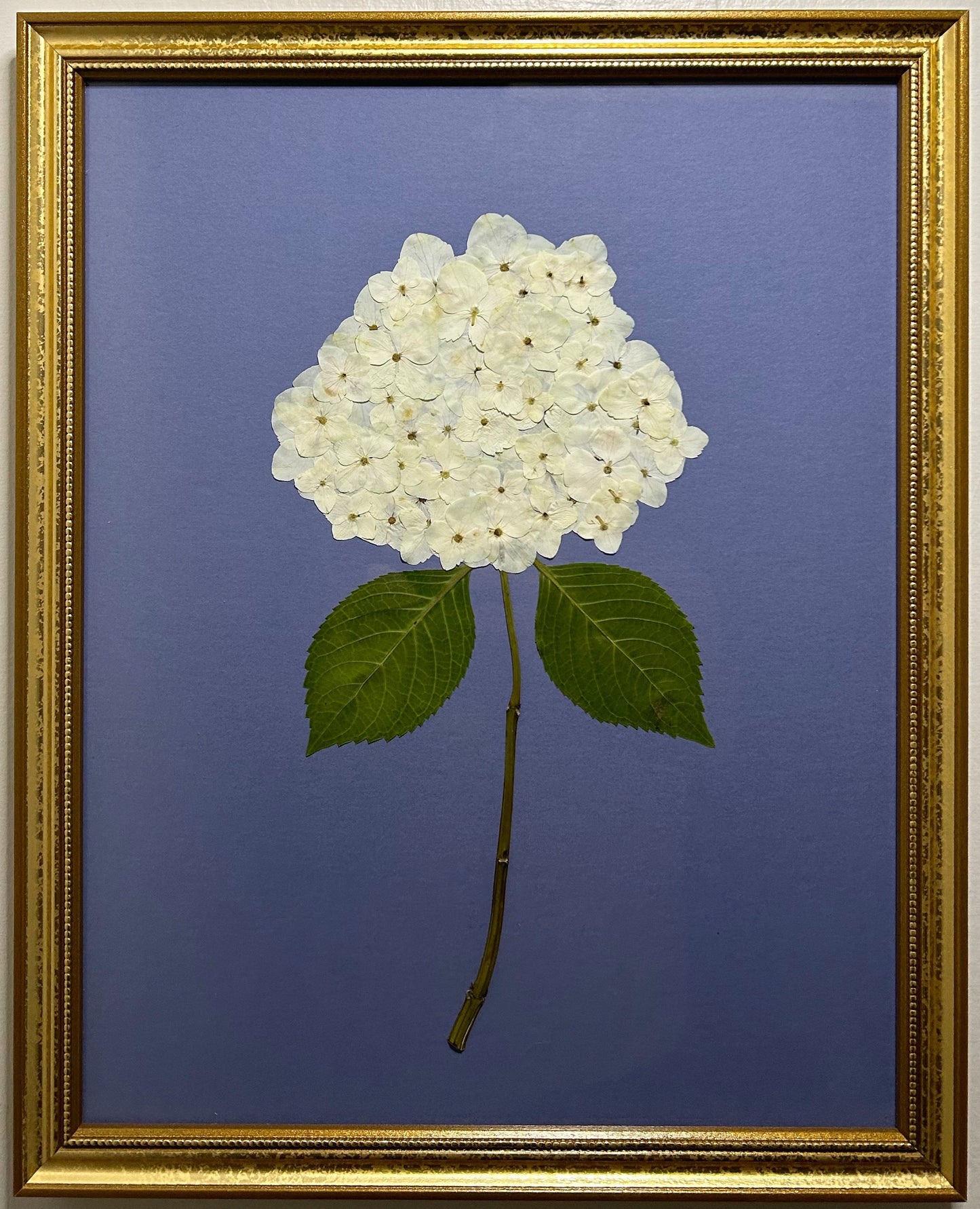 Hydrangea - White V