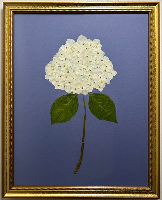 Hydrangea - White V